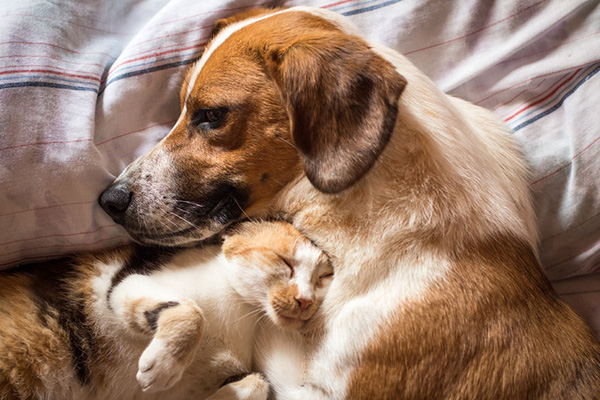 Morgan Veterinary - Dog laying down with cat