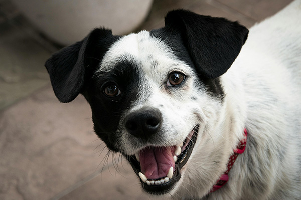 Howl a Day Inn - Happy black and white dog