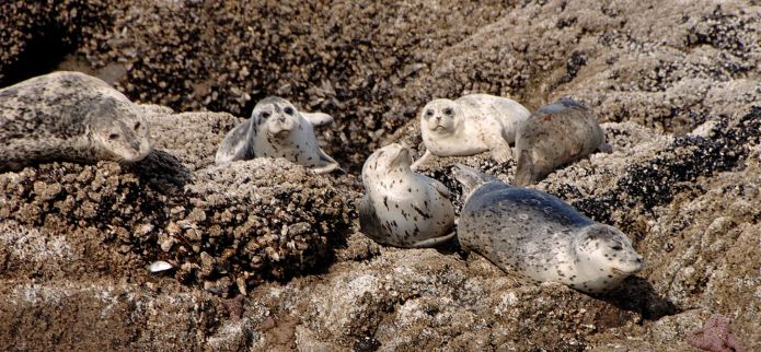 Featured Adventure - Where to View Wildlife on Oregon's Adventure Coast